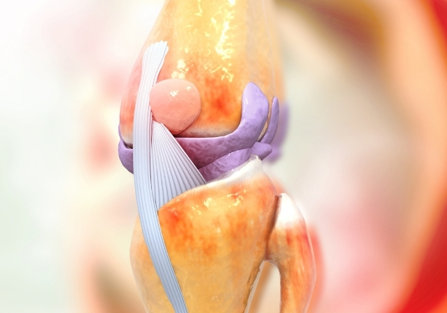 knee anatomy