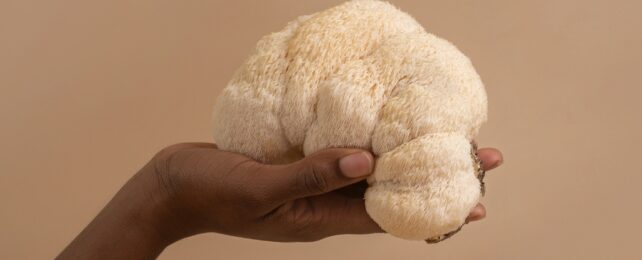 lions mane mushroom