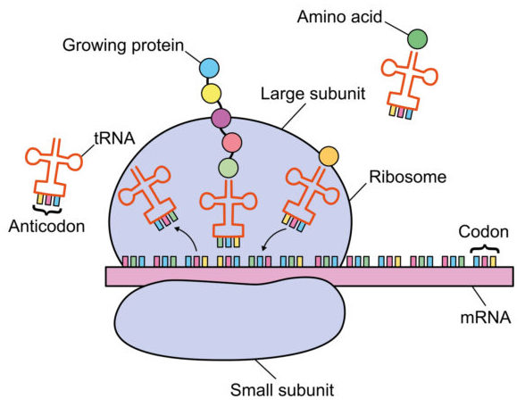 Rare Mutation Seems to Make People Impervious to Viruses