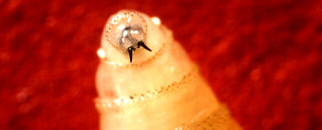 maggot on red background