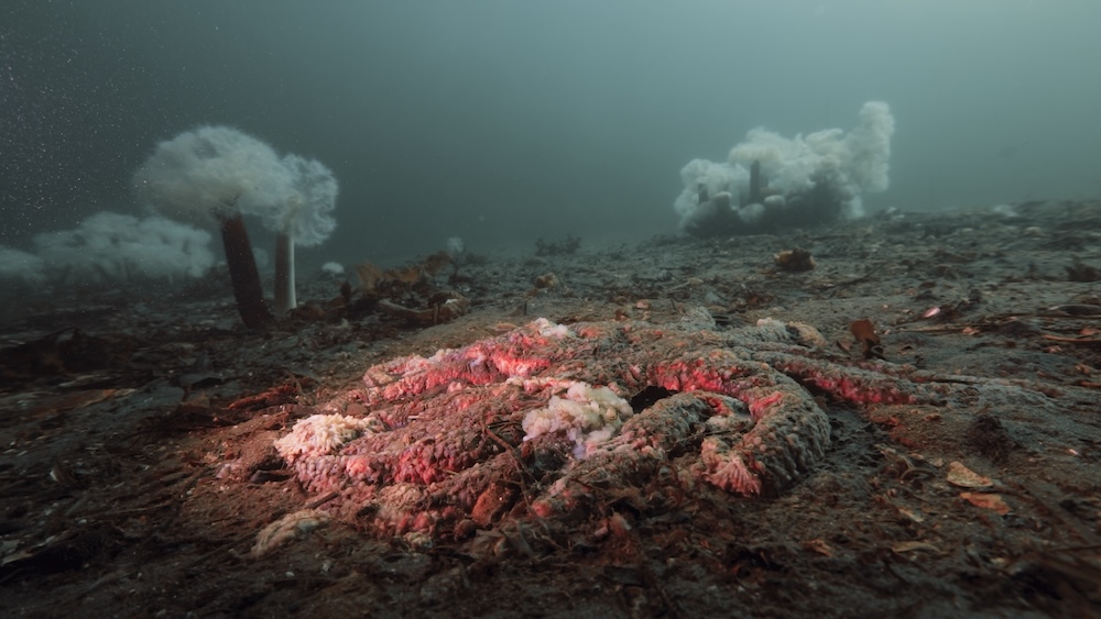 the disintegrated remains of a sunflower seastar, surrounded by a barren underwater landscape