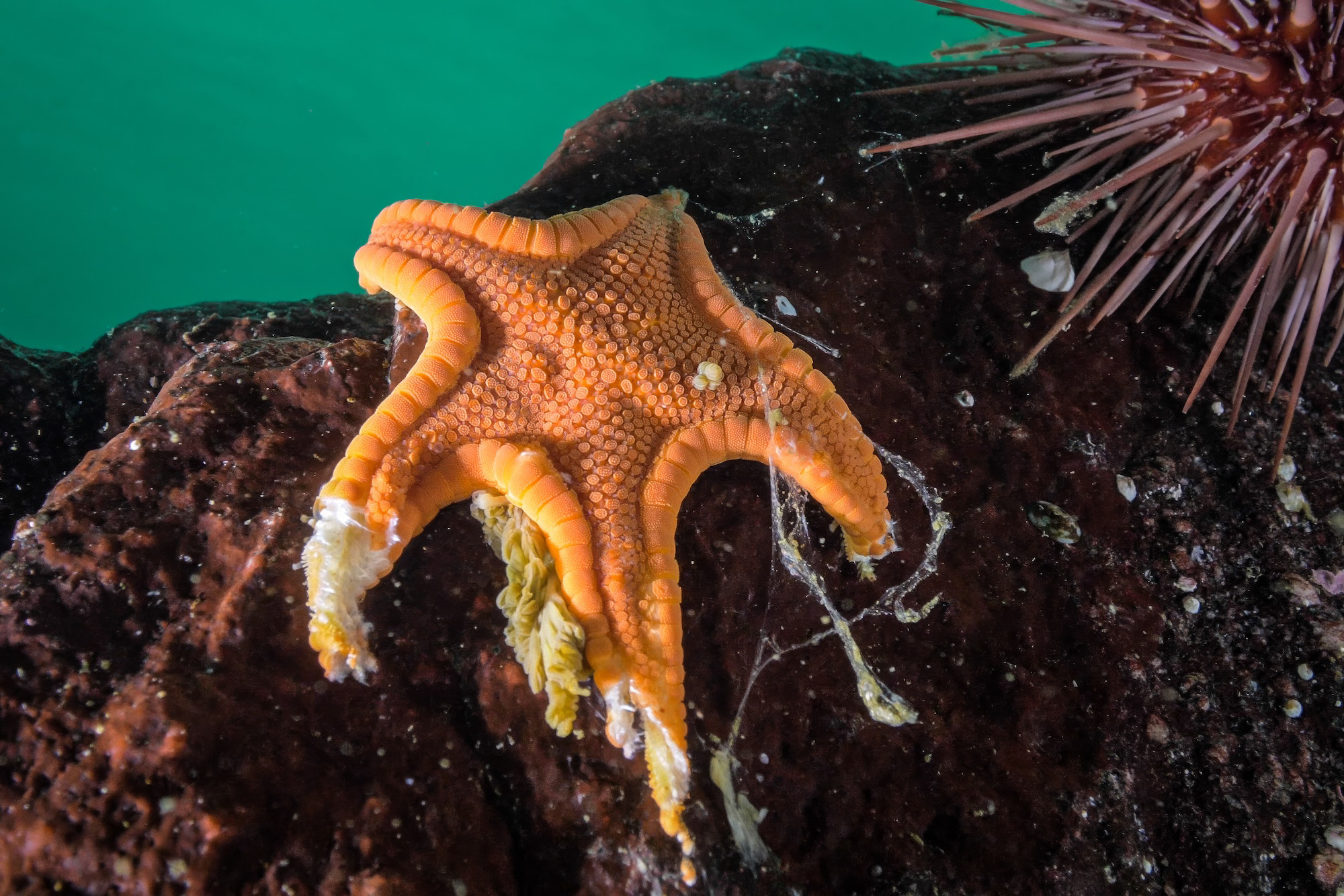 This cookie sea star found near Calvert Island, British Columbia, shows how SSWD melts the animal's flesh.