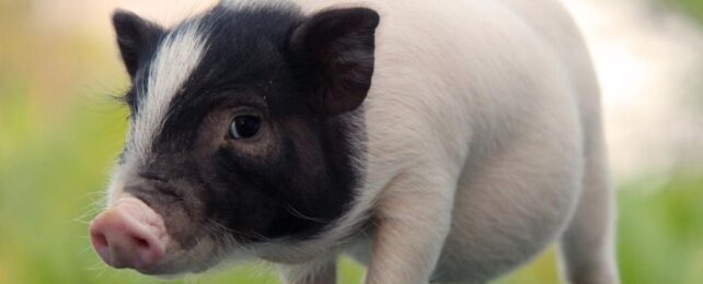 mini pig