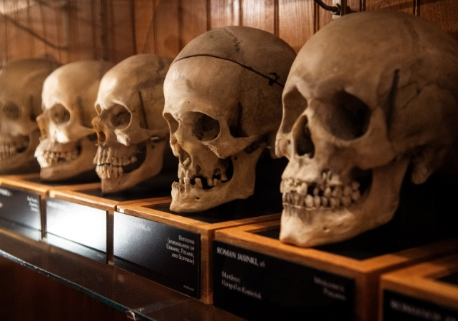 skulls are mutter museum