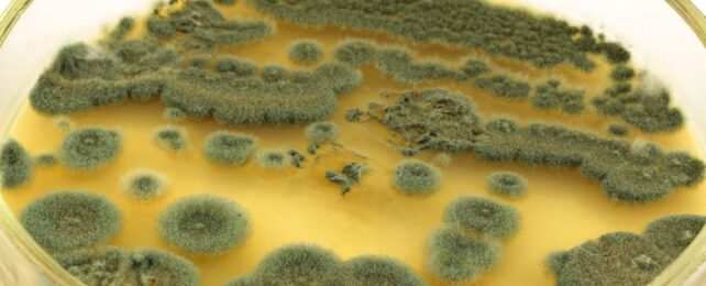 penicillium mould on agar plate