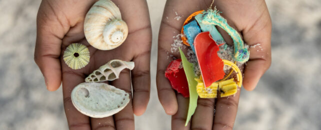 plastic and shells in a child's hands