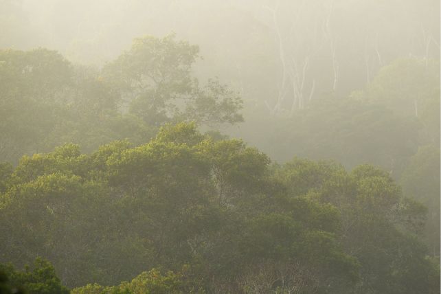 Giant Stick Insect Found Hiding In Rainforest May Be Australia s 