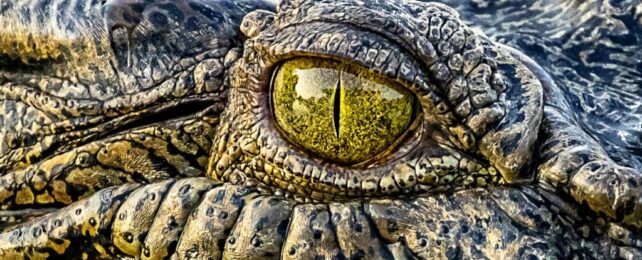 Deadliest Animal in Australia Revealed, And It's a Big Surprise