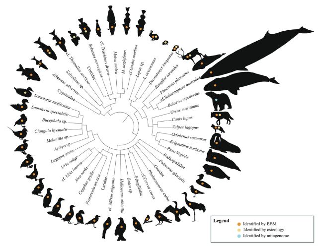 Dendrogram presenting the fauna identified from the bone assemblage recovered from Arne Qvam cave, including birds, fish, whales, porpoises, hares, reindeer, polar bear, walruses, seals and more.