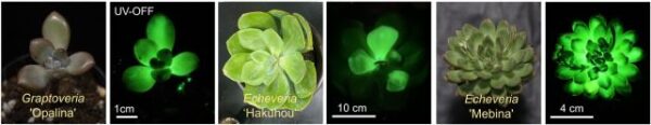 Scientists Have Created Glow-in-The-Dark Succulents (And We Want One ...