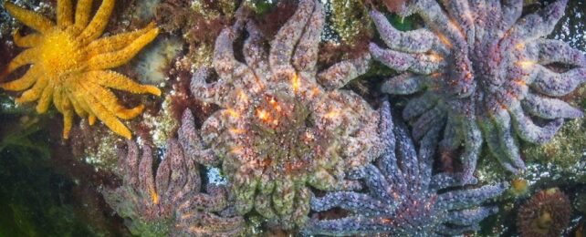 five sunflower sea stars in varying shades of purple, orange and yellow cling to a rock