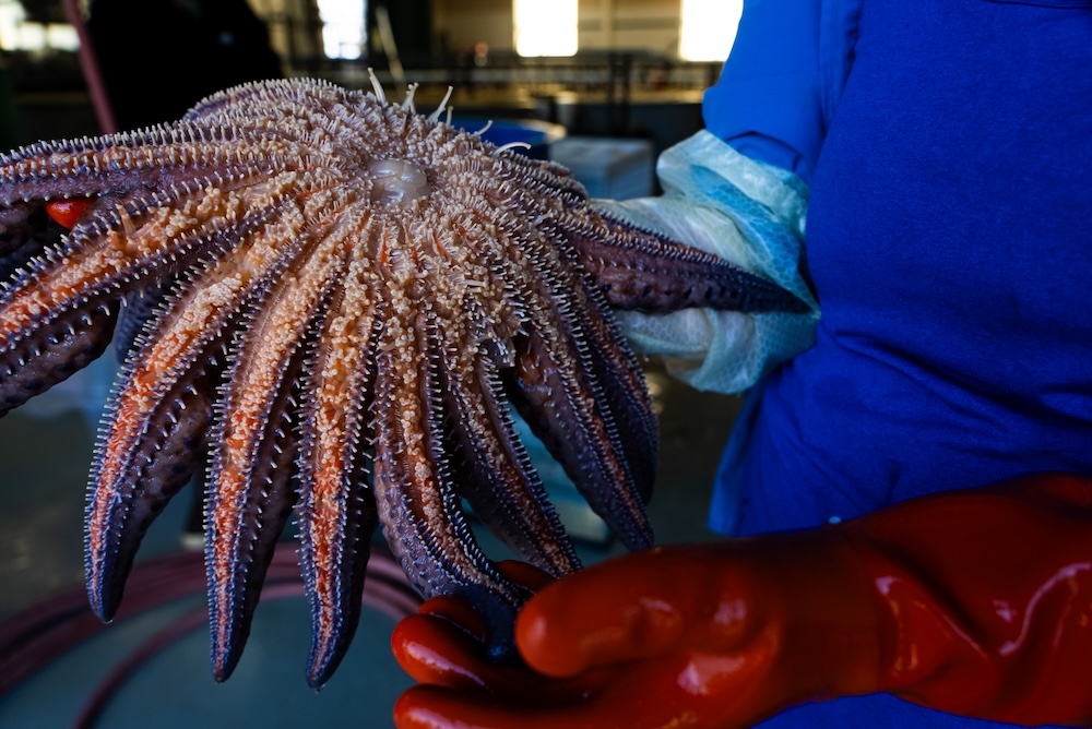 Billions of Sea Stars Have Been Wasting Away. We've Finally Found The Culprit