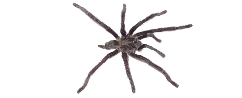 Meet the 'Genital Kings': Four New Tarantula Species Have Just Dropped!