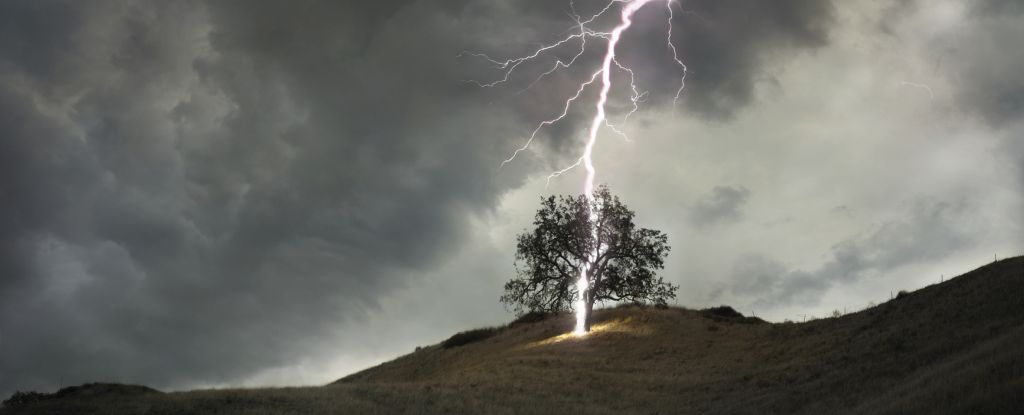 Lightning Kills Way More Trees Than You Would Ever Believe : ScienceAlert