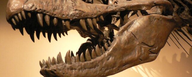 close up of the jaw of a museum t-rex skull