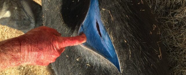 wild pigs turning blue