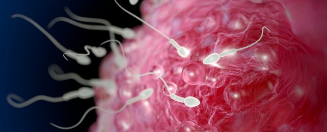 Cannabis Use Linked With Chromosomal Abnormalities in IVF Eggs