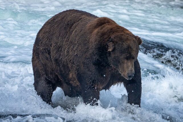 747 Bear