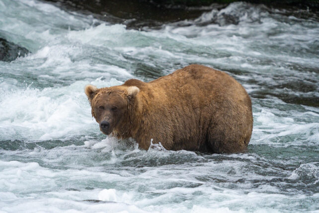 Grazer Bear