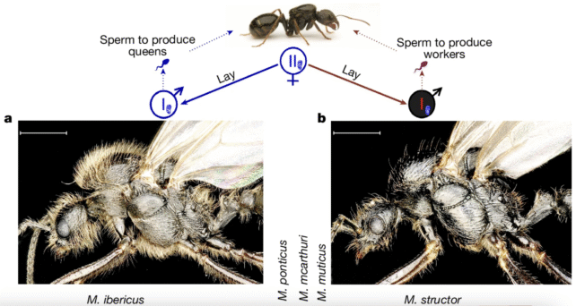 Ant Reproduction