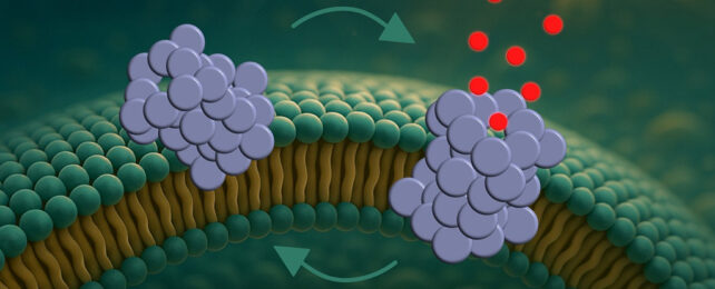 Cell pores