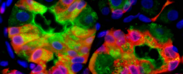Injured Cells Can 'Vomit' Waste to Boost Healing, Study Finds