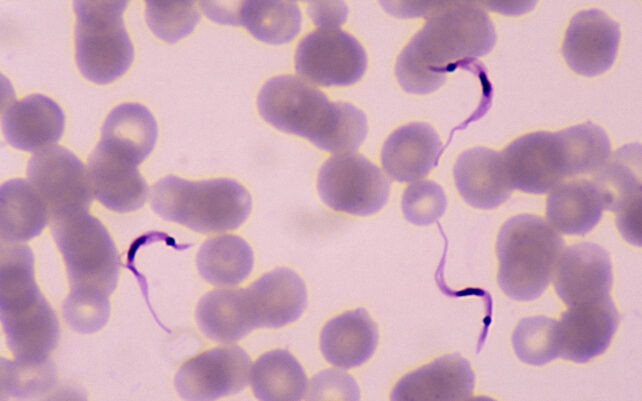 wormy like parasites amongst blood cells