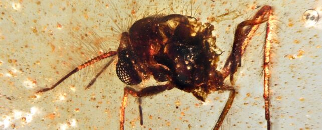 A fly trapped in amber