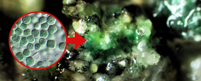 Chroococcidiopsis inset over larger image
