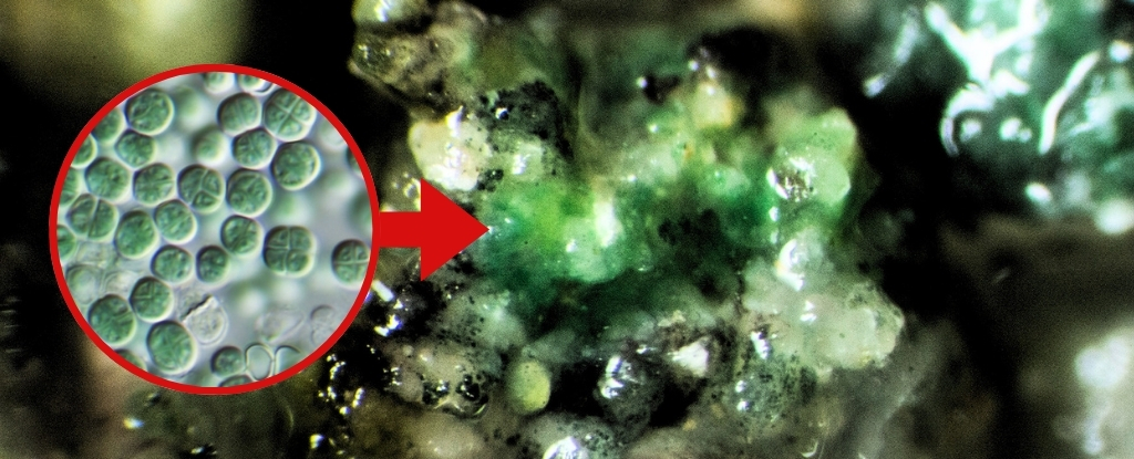 Microbe That Can Eat Mars Dust And Make Oxygen Could Be a Great Space Pet : ScienceAlert
