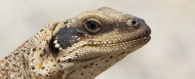 These Desert Lizards Have to Sneeze Salt to Stay Alive