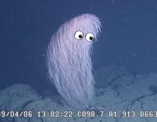 a photo of the coral with cartoon eyes edited onto it.