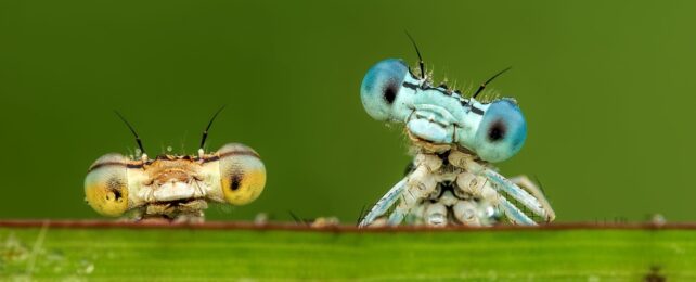 Insects Are Vanishing Even in Remote, Human-Free Places