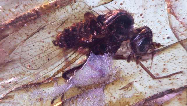 A fly trapped in a purple-colored substance