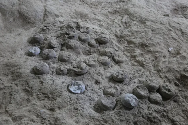 Multiple eggs in sand
