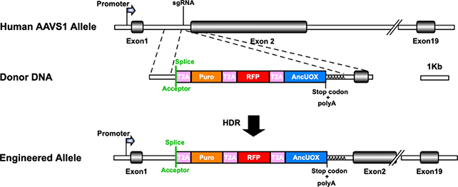 CRISPR editing