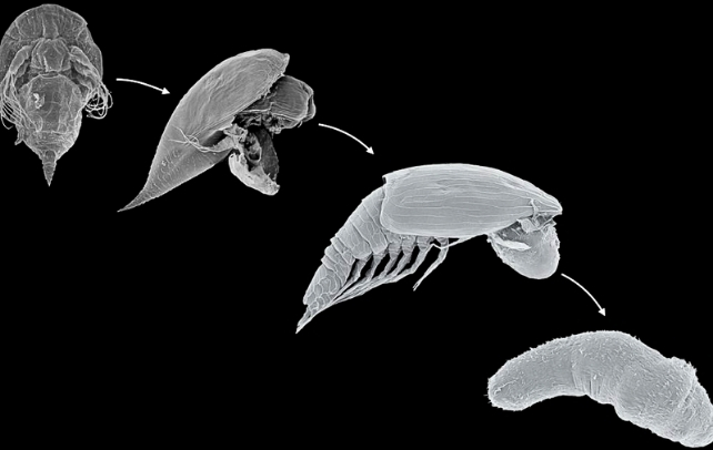 Series of greyscale microscopy images showing the crustacean shed its exoskeleton