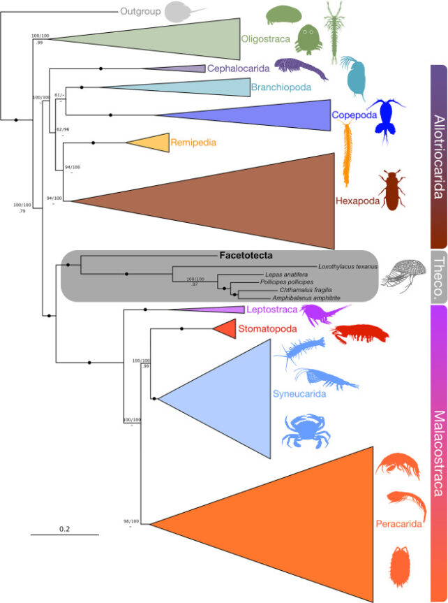 Barnacle and relatives family tree