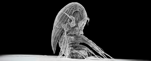 Mysterious Alien-Looking Larva Identified as a Probable Parasite