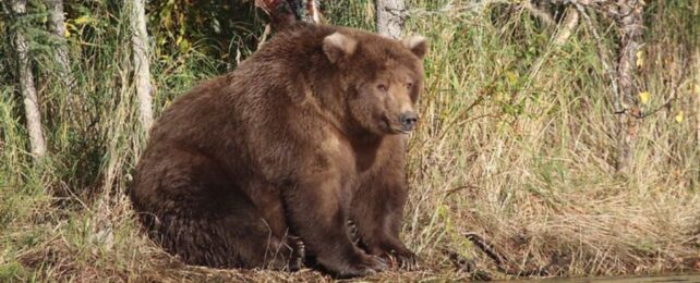 Fat Bear Week Has Officially Started, And The Competition Is Chonky