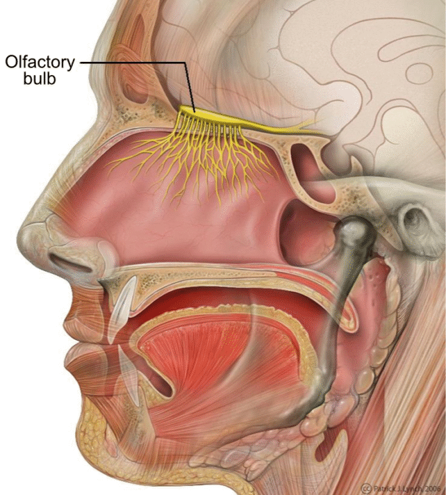 Losing Your Sense of Smell May Be An Early Sign of Alzheimer's