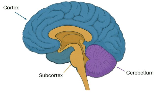 Diagram of human brain showing the positions of the Cortex, Subcortex and Cerebellum