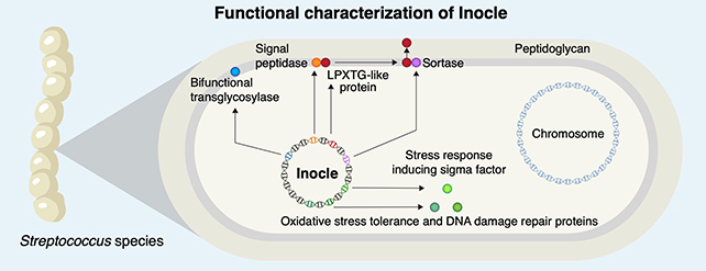 Inocle diagram
