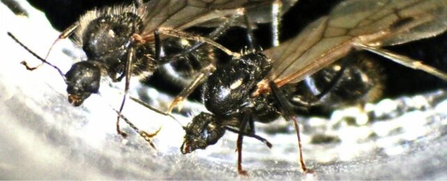 two ants