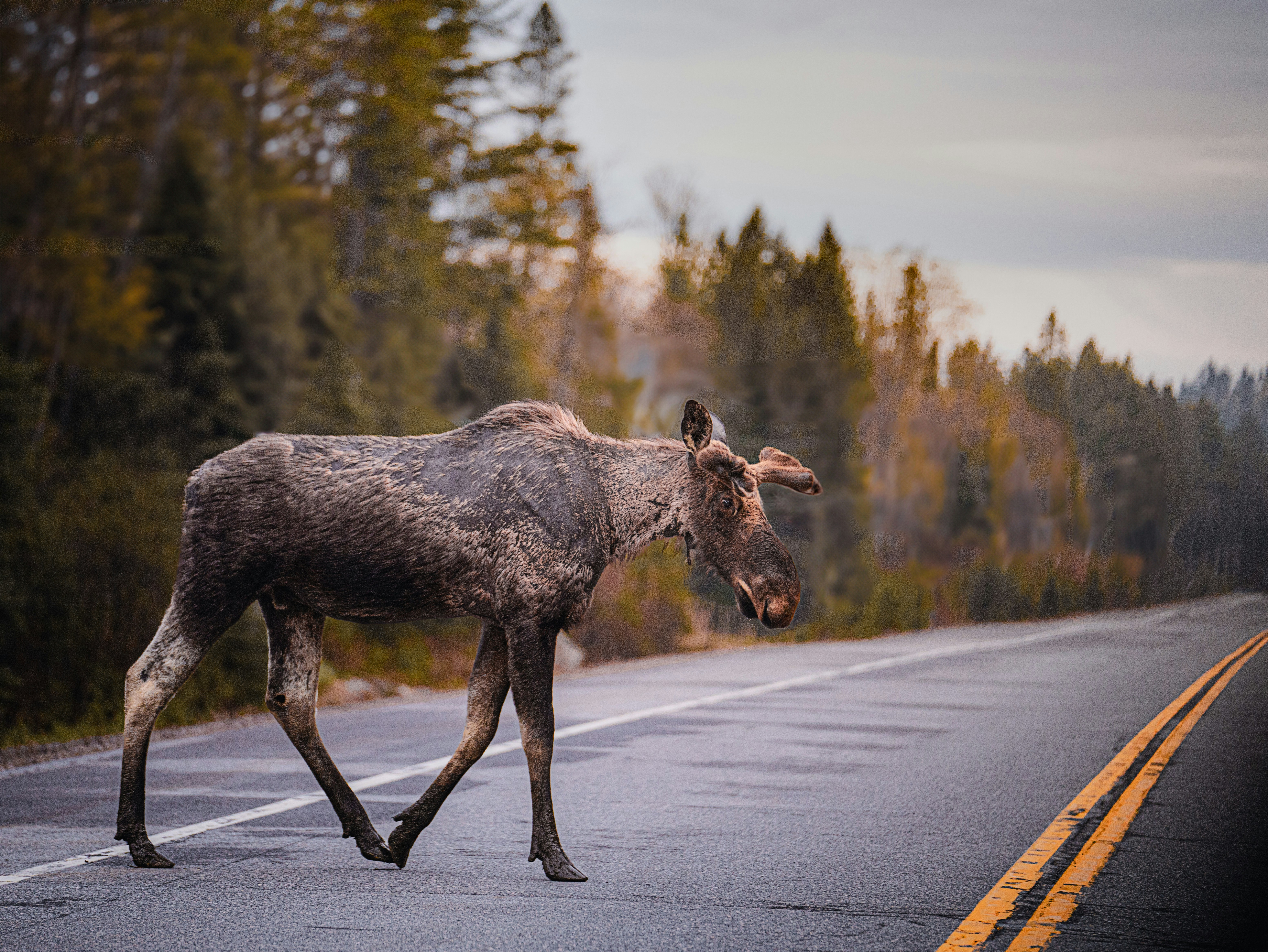 Moose wandering onto road