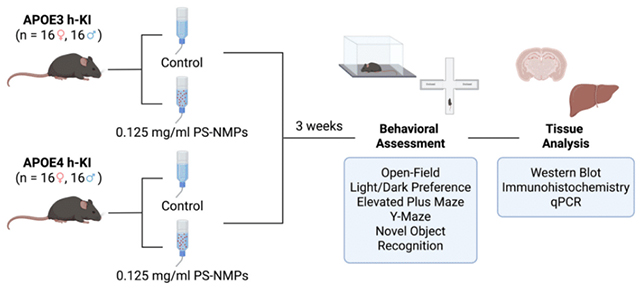 Mouse experiment