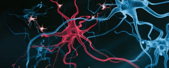Neurons and support cells illustration