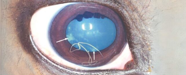A Deadly Brainworm Is Infecting Moose Across The US. But We Can Finally Track It.