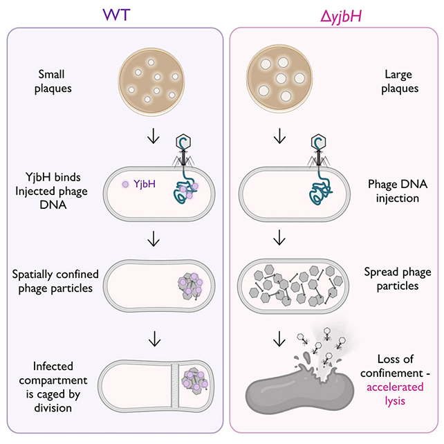 Phage protection