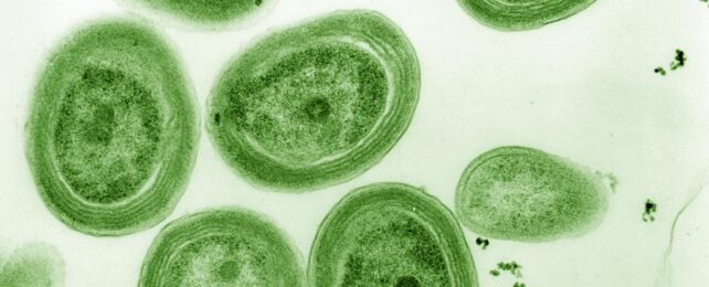 microscopic image of cyanobacteria